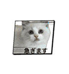 animal1150（個別スタンプ：12）