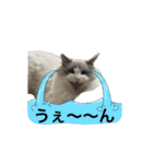 animal1150（個別スタンプ：14）