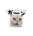 animal1150（個別スタンプ：16）