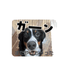 バーニーズ 麦ちゃん（個別スタンプ：6）