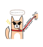 さんぽの最中に会話を楽しむ柴犬（個別スタンプ：7）