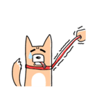 さんぽの最中に会話を楽しむ柴犬（個別スタンプ：13）