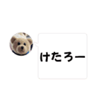 くまたちの日常 その8（個別スタンプ：1）