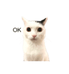 まつもとたける 証明写真（肯定）（個別スタンプ：1）