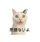 まつもとたける 証明写真（肯定）（個別スタンプ：4）