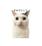 まつもとたける 証明写真（肯定）（個別スタンプ：5）