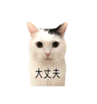 まつもとたける 証明写真（肯定）（個別スタンプ：7）