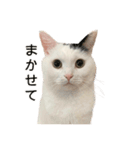 まつもとたける 証明写真（肯定）（個別スタンプ：8）