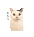 まつもとたける 証明写真（肯定）（個別スタンプ：9）
