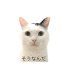 まつもとたける 証明写真（肯定）（個別スタンプ：10）