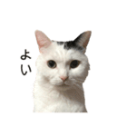 まつもとたける 証明写真（肯定）（個別スタンプ：12）