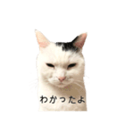まつもとたける 証明写真（肯定）（個別スタンプ：13）