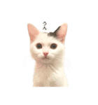 まつもとたける 証明写真（肯定）（個別スタンプ：16）