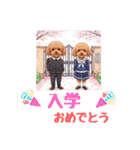 春を感じる＆日常 トイプードル茶（個別スタンプ：32）