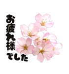 心癒される桜とお祝い言葉/挨拶（個別スタンプ：1）