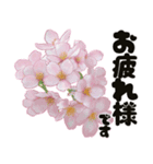 心癒される桜とお祝い言葉/挨拶（個別スタンプ：2）