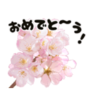 心癒される桜とお祝い言葉/挨拶（個別スタンプ：10）