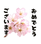 心癒される桜とお祝い言葉/挨拶（個別スタンプ：11）