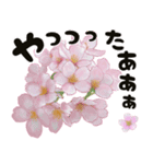 心癒される桜とお祝い言葉/挨拶（個別スタンプ：12）