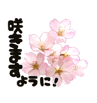 心癒される桜とお祝い言葉/挨拶（個別スタンプ：17）