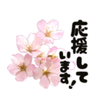 心癒される桜とお祝い言葉/挨拶（個別スタンプ：19）