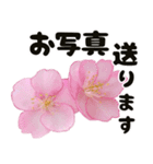 心癒される桜とお祝い言葉/挨拶（個別スタンプ：22）