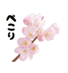 心癒される桜とお祝い言葉/挨拶（個別スタンプ：27）