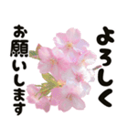 心癒される桜とお祝い言葉/挨拶（個別スタンプ：28）