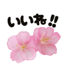心癒される桜とお祝い言葉/挨拶（個別スタンプ：30）