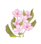 心癒される桜とお祝い言葉/挨拶（個別スタンプ：33）