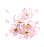心癒される桜とお祝い言葉/挨拶（個別スタンプ：34）