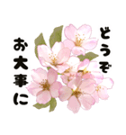 心癒される桜とお祝い言葉/挨拶（個別スタンプ：37）