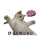 animaru116（個別スタンプ：2）