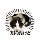 animaru116（個別スタンプ：7）