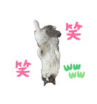 animaru116（個別スタンプ：30）