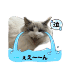 animaru116（個別スタンプ：34）