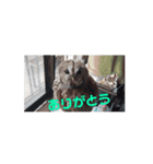 モリフクロウのぷりんさん（個別スタンプ：1）