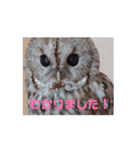 モリフクロウのぷりんさん（個別スタンプ：7）