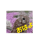 モリフクロウのぷりんさん（個別スタンプ：8）