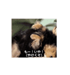 6kgのくるみ（個別スタンプ：2）