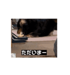 6kgのくるみ（個別スタンプ：7）