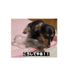 6kgのくるみ（個別スタンプ：11）