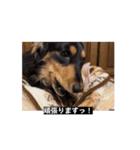 6kgのくるみ（個別スタンプ：13）