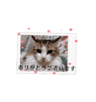 動く猫スタンプ♡日常♡敬語♡変身♡面白（個別スタンプ：1）
