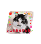 動く猫スタンプ♡日常♡敬語♡変身♡面白（個別スタンプ：2）