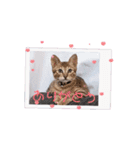 動く猫スタンプ♡日常♡敬語♡変身♡面白（個別スタンプ：3）