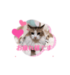 動く猫スタンプ♡日常♡敬語♡変身♡面白（個別スタンプ：4）
