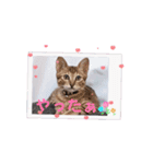 動く猫スタンプ♡日常♡敬語♡変身♡面白（個別スタンプ：5）