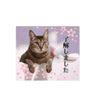 動く猫スタンプ♡日常♡敬語♡変身♡面白（個別スタンプ：6）