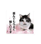 動く猫スタンプ♡日常♡敬語♡変身♡面白（個別スタンプ：7）